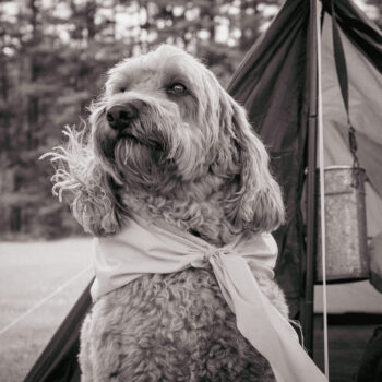 dog, vintage camping scene, dog photography