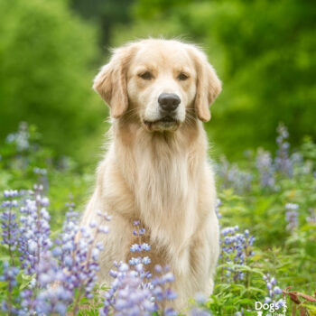 dog photographer in upstate ny, mike hosier