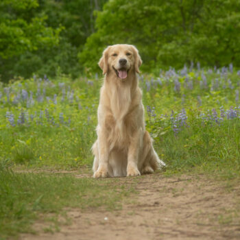 golden retriever photographer in upstate ny, mike hosier