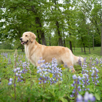 dog photographer in upstate ny, mike hosier