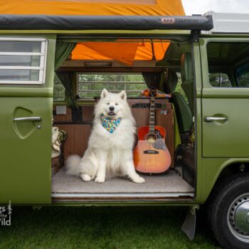 vw camper van, dog photography by mike hosier