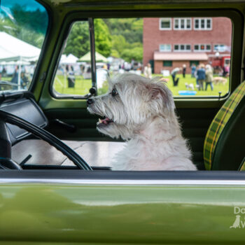 vw camper van, dog photography by mike hosier