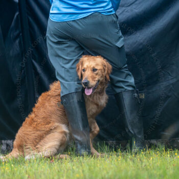 hunting golden retriever in the blind by mike hosier