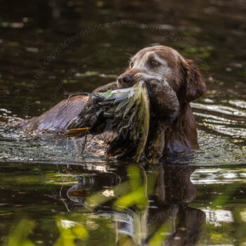 senior dog, hunting golden retriever, waterfowl by mike hosier