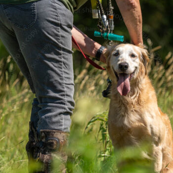 happy hunting golden retriever by mike hosier