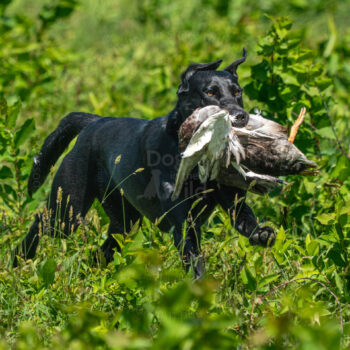back lab land retrieve by mike hosier