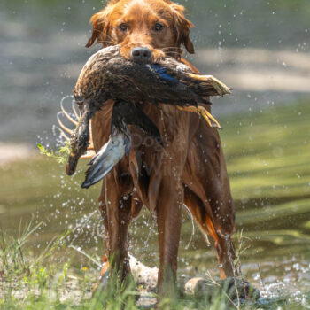 field golden retriever with duck by mike hosier