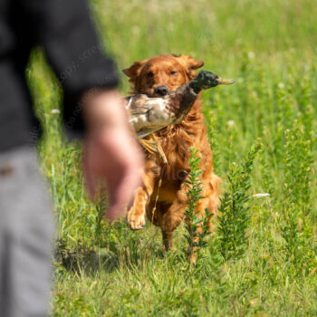 land retrieve, golden retriever by mike hosier