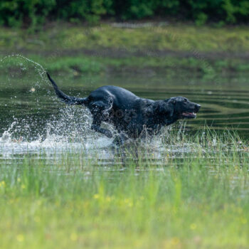 black Labrador action shot, Waterfowl by mike hosier