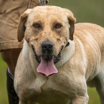 hunting yellow lab by mike hosier