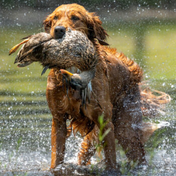 hunting golden retriever, water retriever by mike hosier