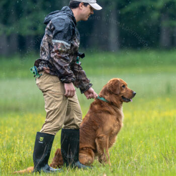 junior hunt test golden retriever handler by mike hosier