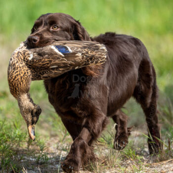 hunting bioken spaniel by mike hosier