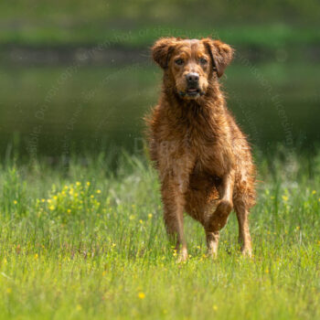hunt test golden retriever photo by mike hosier