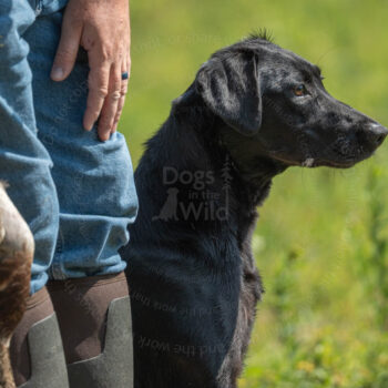 hunting black lab photo by mike hosier