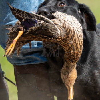 hunting black lab photo by mike hosier