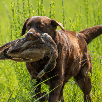 hunting chocolate lab, bittersweet labradors by Mike Hosier