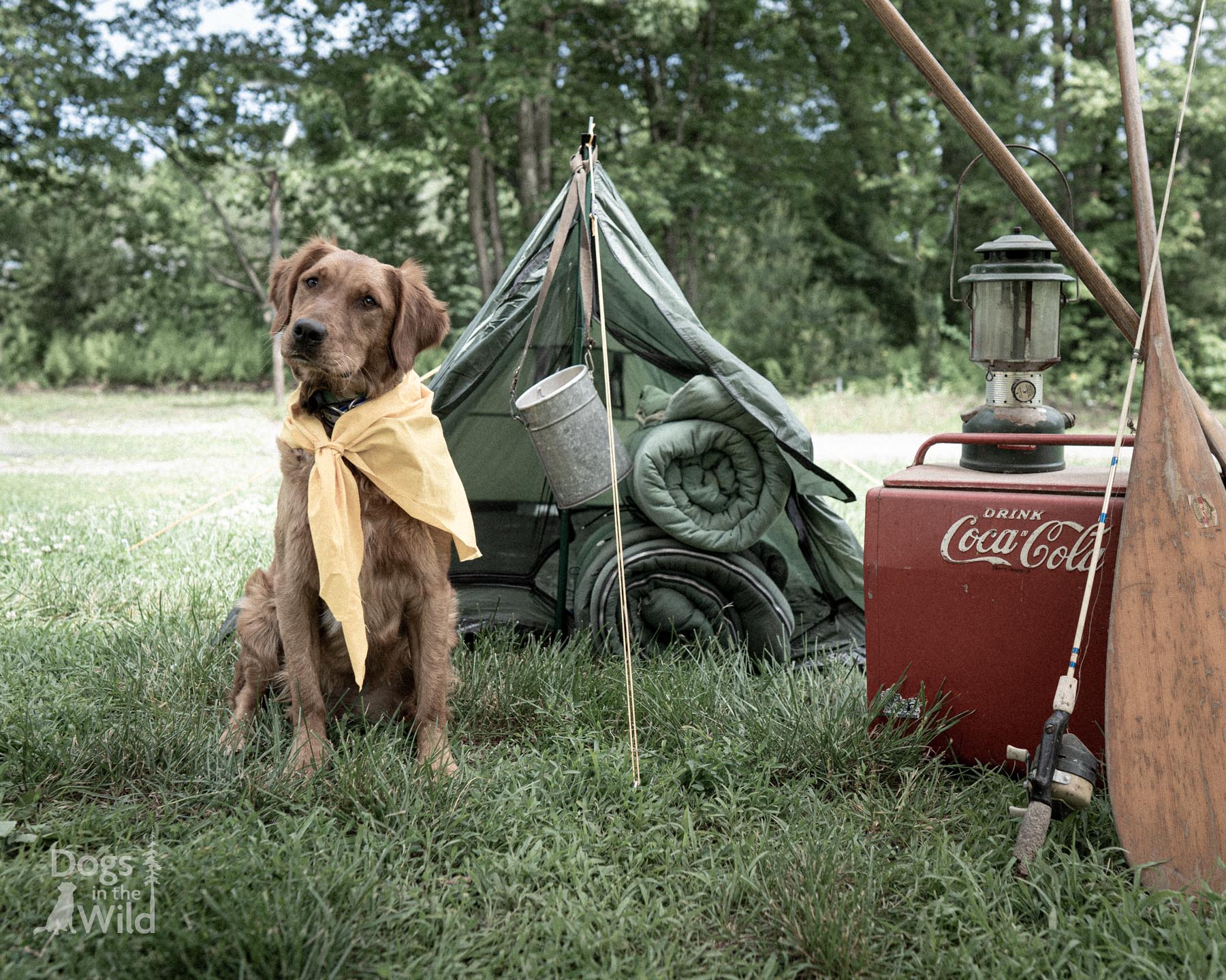 Adirondack themed dog photography